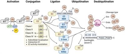 Ubiquitin-modifying enzymes in Huntington’s disease